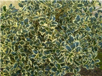61f523e2-Picture 6765.jpg
